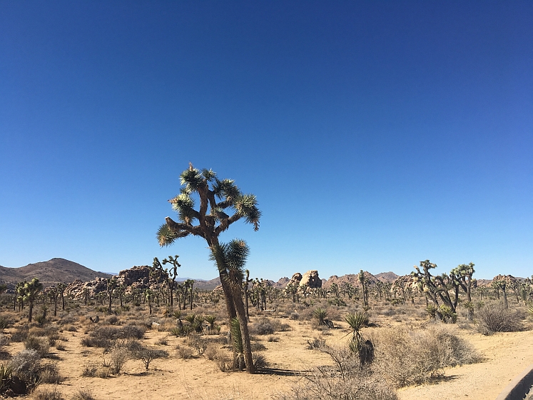 Joshua Tree NP